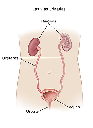 Contorno de un torso humano con una vista delantera de las vías urinarias.