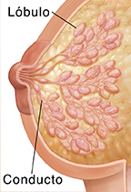 Corte transversal de una mama. 